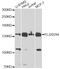 Autophagy And Beclin 1 Regulator 1 antibody, MBS127877, MyBioSource, Western Blot image 