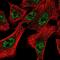 Dedicator Of Cytokinesis 1 antibody, NBP2-58639, Novus Biologicals, Immunofluorescence image 