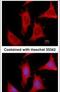 Phosphoribosyl Pyrophosphate Amidotransferase antibody, PA5-27770, Invitrogen Antibodies, Immunofluorescence image 