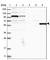 MSL Complex Subunit 3 antibody, HPA034535, Atlas Antibodies, Western Blot image 