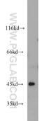 Angiopoietin-related protein 7 antibody, 10396-1-AP, Proteintech Group, Western Blot image 