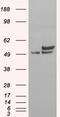 Non-POU Domain Containing Octamer Binding antibody, EB07246, Everest Biotech, Western Blot image 