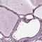 Selenide, water dikinase 1 antibody, HPA062118, Atlas Antibodies, Immunohistochemistry frozen image 