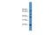 Achaete-Scute Family BHLH Transcription Factor 2 antibody, PA5-41489, Invitrogen Antibodies, Western Blot image 