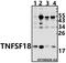 TNF Superfamily Member 18 antibody, A04408-2, Boster Biological Technology, Western Blot image 