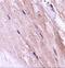 Nipsnap Homolog 2 antibody, A32476, Boster Biological Technology, Immunohistochemistry paraffin image 