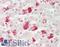 Angiopoietin Like 3 antibody, LS-B13730, Lifespan Biosciences, Immunohistochemistry paraffin image 