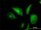 Iron-Sulfur Cluster Assembly Enzyme antibody, H00023479-M01, Novus Biologicals, Immunocytochemistry image 
