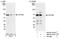 Cleavage Stimulation Factor Subunit 2 antibody, NB100-57531, Novus Biologicals, Immunoprecipitation image 