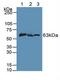 Serine/threonine-protein kinase PINK1, mitochondrial antibody, MBS2003786, MyBioSource, Western Blot image 