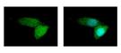 ATP Binding Cassette Subfamily B Member 11 antibody, NBP1-31824, Novus Biologicals, Immunofluorescence image 