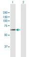 Phosphatidylinositol Binding Clathrin Assembly Protein antibody, H00008301-B01P, Novus Biologicals, Western Blot image 