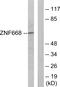 Zinc Finger Protein 668 antibody, GTX87809, GeneTex, Western Blot image 