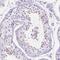 Sperm Acrosome Associated 5B antibody, NBP2-46744, Novus Biologicals, Immunohistochemistry frozen image 