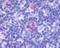 Integral membrane protein GPR137 antibody, NLS2059, Novus Biologicals, Immunohistochemistry frozen image 