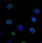 NUP214 antibody, IHC-00103, Bethyl Labs, Immunofluorescence image 