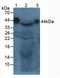 Alpha-2-Glycoprotein 1, Zinc-Binding antibody, LS-C292740, Lifespan Biosciences, Western Blot image 