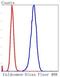 Caldesmon 1 antibody, NBP2-67458, Novus Biologicals, Flow Cytometry image 