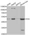 Ectodysplasin A antibody, abx002133, Abbexa, Western Blot image 