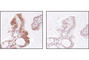 Glycogen Synthase Kinase 3 Alpha antibody, 9331L, Cell Signaling Technology, Immunohistochemistry paraffin image 