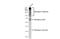 Rhodopsin antibody, GTX129910, GeneTex, Western Blot image 