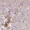 HGF Activator antibody, PA5-63654, Invitrogen Antibodies, Immunohistochemistry frozen image 