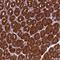 Dynactin subunit 2 antibody, HPA040040, Atlas Antibodies, Immunohistochemistry frozen image 