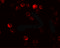 Autophagy Related 2B antibody, 7005, ProSci Inc, Immunofluorescence image 