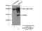 High mobility group protein HMGI-C antibody, 20795-1-AP, Proteintech Group, Immunoprecipitation image 