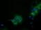 Isovaleryl-CoA Dehydrogenase antibody, MA5-25246, Invitrogen Antibodies, Immunocytochemistry image 