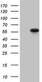 Matrix metalloproteinase-3 antibody, CF806870, Origene, Western Blot image 