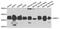 WDVCF antibody, A7810, ABclonal Technology, Western Blot image 