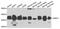 G Protein Subunit Beta 1 Like antibody, A7810, ABclonal Technology, Western Blot image 