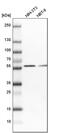 CTD Small Phosphatase 2 antibody, PA5-55519, Invitrogen Antibodies, Western Blot image 