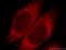 SH3 Domain Binding Protein 1 antibody, 20541-1-AP, Proteintech Group, Immunofluorescence image 