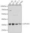 General Transcription Factor IIH Subunit 3 antibody, 22-768, ProSci, Western Blot image 