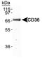 CD36 Molecule antibody, NB110-59724, Novus Biologicals, Western Blot image 