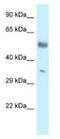 Mohawk Homeobox antibody, NBP1-82408, Novus Biologicals, Western Blot image 