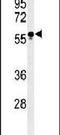 Fuc-TVII antibody, PA5-24850, Invitrogen Antibodies, Western Blot image 