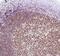 IKAROS Family Zinc Finger 1 antibody, MA5-16418, Invitrogen Antibodies, Immunohistochemistry frozen image 