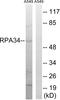 ASE-1 antibody, A30649, Boster Biological Technology, Western Blot image 