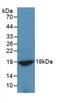 Adiponectin, C1Q And Collagen Domain Containing antibody, LS-C663615, Lifespan Biosciences, Western Blot image 