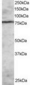 Enhancer Of Zeste 1 Polycomb Repressive Complex 2 Subunit antibody, TA302843, Origene, Western Blot image 