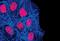 p53 antibody, PA5-17866, Invitrogen Antibodies, Immunofluorescence image 