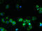 Sodium-coupled neutral amino acid transporter 2 antibody, LS-C378748, Lifespan Biosciences, Immunofluorescence image 