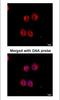 Tyrosine 3-Monooxygenase/Tryptophan 5-Monooxygenase Activation Protein Zeta antibody, NBP1-31325, Novus Biologicals, Immunofluorescence image 