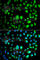 Tet Methylcytosine Dioxygenase 3 antibody, A7612, ABclonal Technology, Immunofluorescence image 