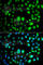 Methylcytosine dioxygenase TET3 antibody, A7612, ABclonal Technology, Immunofluorescence image 