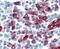 Selectin P Ligand antibody, ab110096, Abcam, Immunohistochemistry paraffin image 