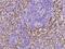 Allograft Inflammatory Factor 1 Like antibody, 201545-T08, Sino Biological, Immunohistochemistry paraffin image 